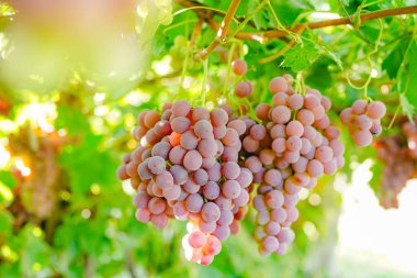 Üzüm bağından olgun kırmızı üzümler