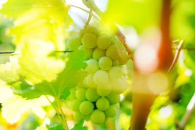 Üzüm bağından olgun kırmızı üzümler