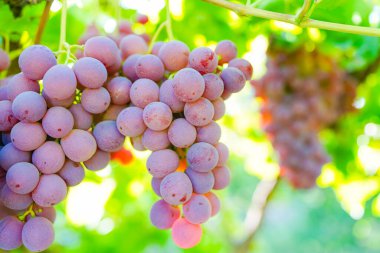 Üzüm bağından olgun kırmızı üzümler
