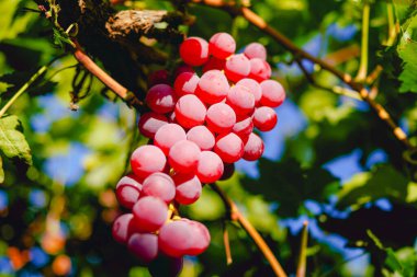 Üzüm bağından olgun kırmızı üzümler