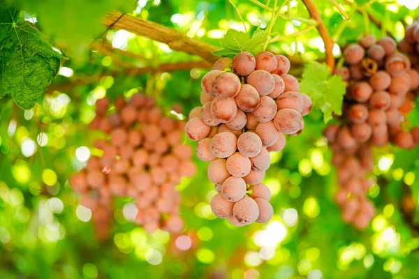 Dojrzałe Czerwone Winogrona Winnicy — Zdjęcie stockowe