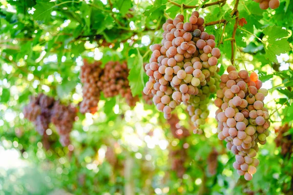 Ripe Red Grapes Vineyard — Stock Photo, Image