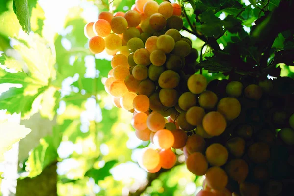 Uvas Vermelhas Maduras Vinha — Fotografia de Stock