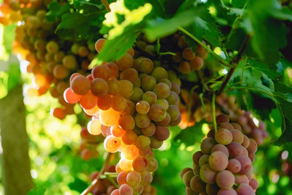 Dojrzałe Czerwone Winogrona Winnicy — Zdjęcie stockowe