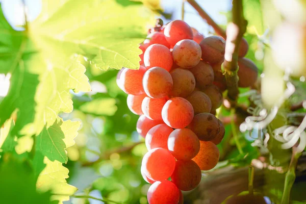 Uvas Vermelhas Maduras Vinha — Fotografia de Stock