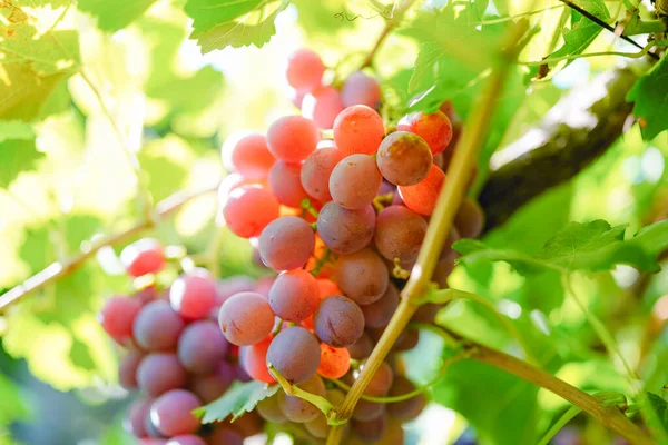 Uvas Vermelhas Maduras Vinha — Fotografia de Stock