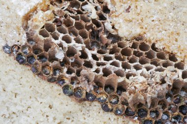 Kayalık dağda yabanarısı kovanı balı