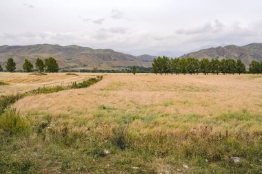 Sonbaharda sarı olgun kolza tohumu tarlası
