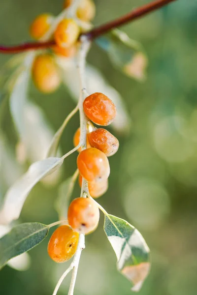 秋に枝に黄色のルシアンオリーブ — ストック写真