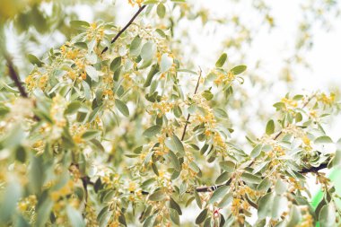 Rus zeytinleri. İlkbaharda açan dar çiçekler.