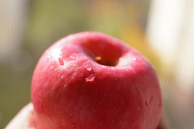 Elinde taze kırmızı Fuji elmaları