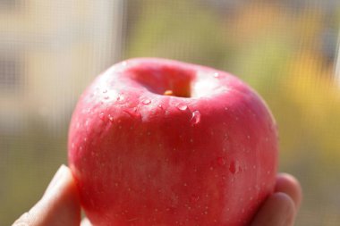 Elinde taze kırmızı Fuji elmaları
