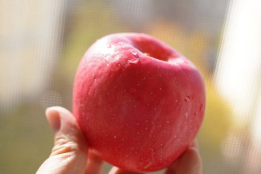 Elinde taze kırmızı Fuji elmaları