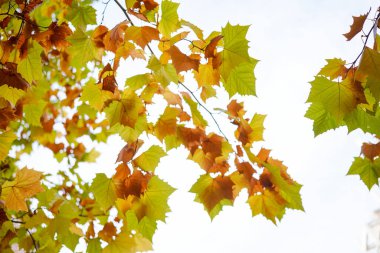 Sonbaharda sararan Sycamore yaprakları