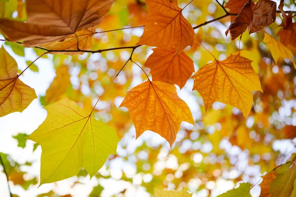 Sycamore Bladeren Die Geel Worden Herfst — Stockfoto