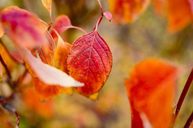 Sonbaharda çitin üzerindeki kırmızı sarmaşık