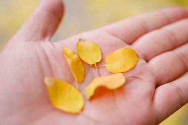 Sonbaharda çocukların ellerinde küçük sarı yapraklar