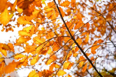 Sonbahar ağacında kırmızı sarı meşe yaprakları