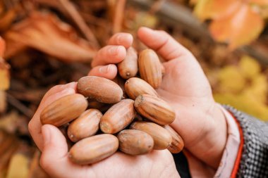 Sonbaharda yere düşen meşe ağacı meyvesi.