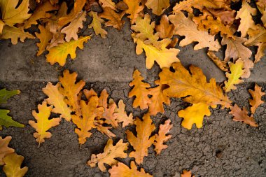 Sonbaharda yola düşen altın meşe yaprakları