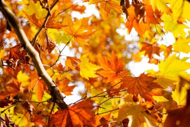 Sonbahar güneşinde dallarda altın çınar yaprakları