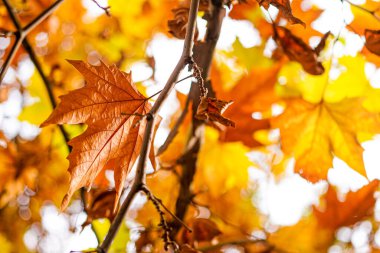Sonbahar güneşinde dallarda altın çınar yaprakları