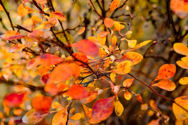 Rode Klimplant Hek Herfst — Stockfoto