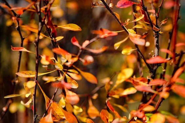 Rote Schlingpflanze Herbst Zaun — Stockfoto