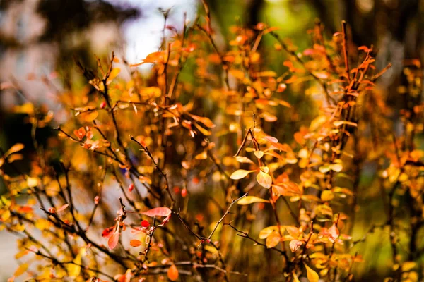 Rote Schlingpflanze Herbst Zaun — Stockfoto