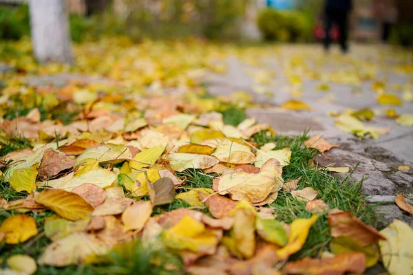 Foglie Gialle Cadute Sulla Strada Autunnale — Foto Stock