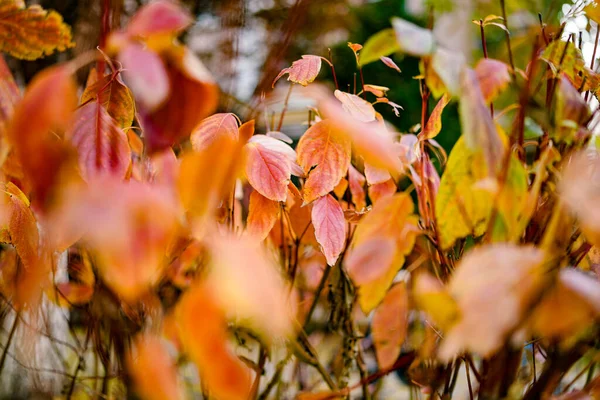 Rode Klimplant Hek Herfst — Stockfoto