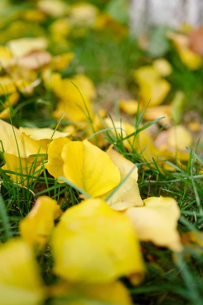 Folhas Amarelas Caídas Estrada Outono — Fotografia de Stock