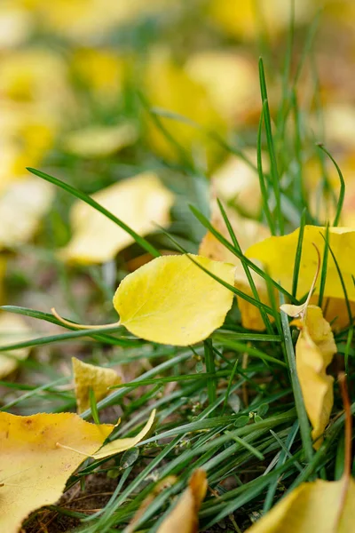 Foglie Gialle Cadute Sulla Strada Autunnale — Foto Stock