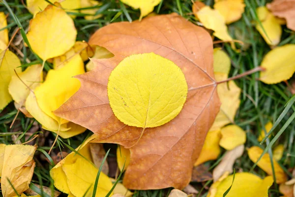 Znajdź Okrągłe Złote Liście Jesienią — Zdjęcie stockowe