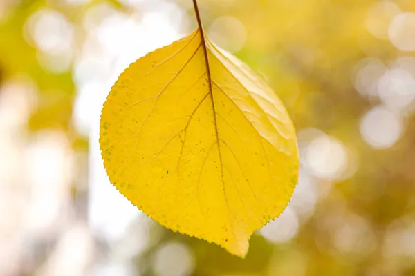 Kleine Gele Bladeren Handen Van Kinderen Herfst — Stockfoto