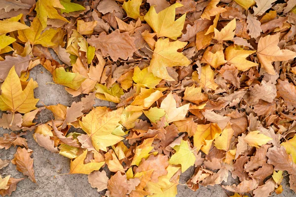 Foglie Gialle Cadute Sulla Strada Autunnale — Foto Stock