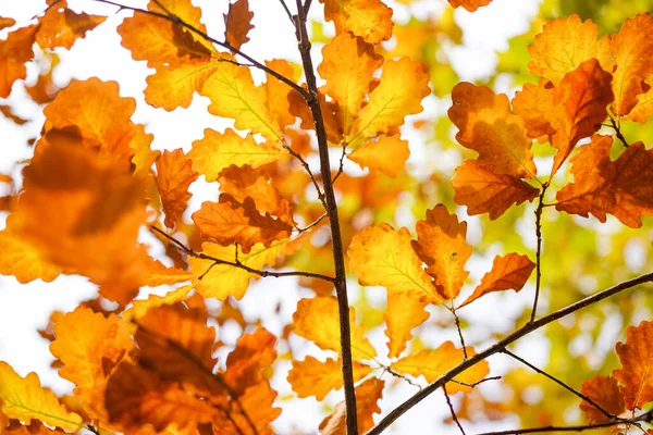 Rode Gele Eikenbladeren Herfstboom — Stockfoto
