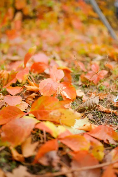 Enredadera Roja Cerca Otoño —  Fotos de Stock