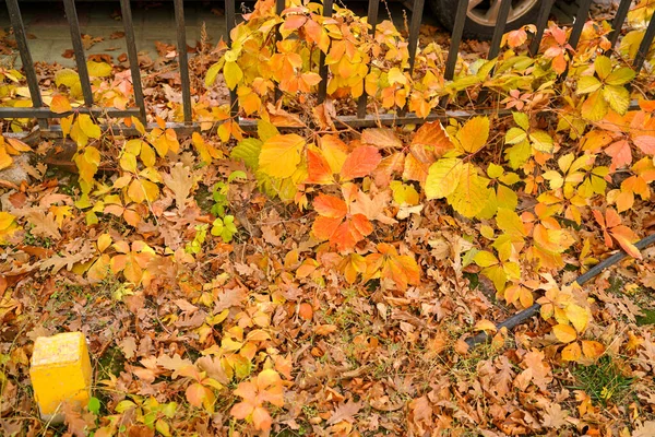 Rote Schlingpflanze Herbst Zaun — Stockfoto