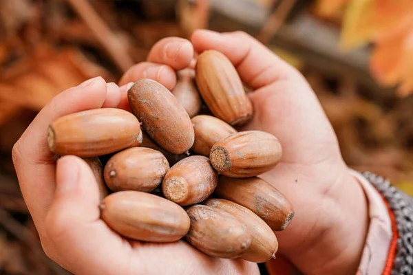 Frutta Quercia Caduta Terra Autunno — Foto Stock