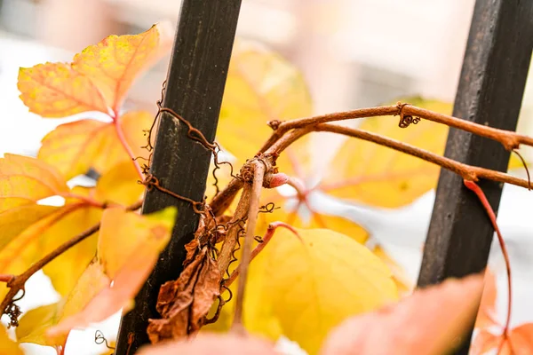 秋天栅栏上的红色爬虫 — 图库照片