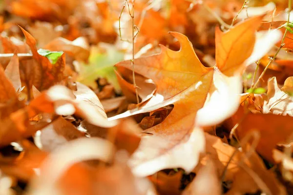 Sycamore leaves falling on the ground in autumn