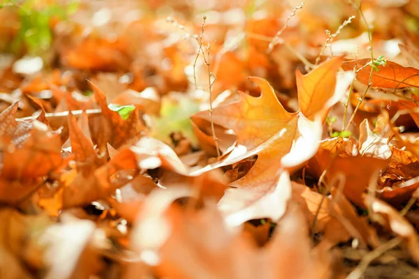 Foglie Sicomoro Cadono Terra Autunno — Foto Stock