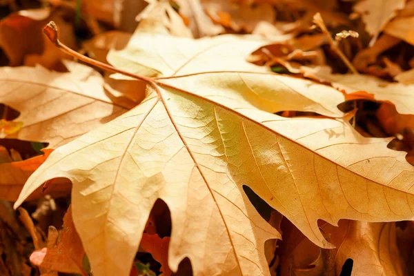 Sycamore Bladeren Vallen Grond Herfst — Stockfoto