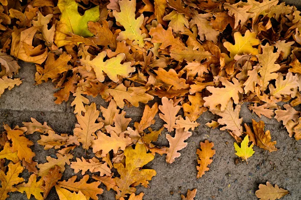 Gouden Eiken Bladeren Vallen Weg Herfst — Stockfoto