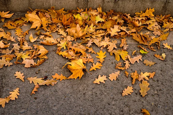 Złote Liście Dębu Spadające Drogę Jesienią — Zdjęcie stockowe