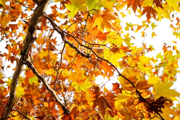 Złoty Sycamore Liście Gałęziach Jesiennym Słońcu — Zdjęcie stockowe