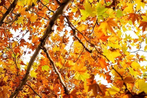 Gouden Sycamore Bladeren Takken Herfstzon — Stockfoto