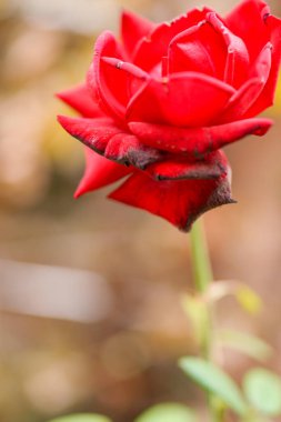 Sonbaharda solup gidecek tek bir gül