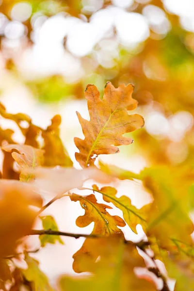 Röd Gul Löv Hösten Träd — Stockfoto
